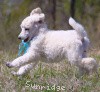 A photo of Sunridge Kiss of My Dreamz, a white standard poodle