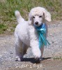 A photo of Sunridge Kiss of My Dreamz, a white standard poodle