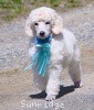 A photo of Sunridge Kiss of My Dreamz, a white standard poodle