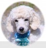 A photo of Sunridge Kiss of My Dreamz, a white standard poodle