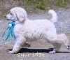 A photo of Sunridge Kiss of My Dreamz, a white standard poodle