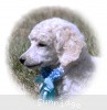 A photo of Sunridge Kiss of My Dreamz, a white standard poodle