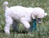 A photo of Sunridge Kiss of My Dreamz, a white standard poodle