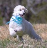 A photo of Sunridge Kiss of My Dreamz, a white standard poodle