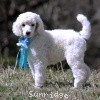 A photo of Sunridge Kiss of My Dreamz, a white standard poodle