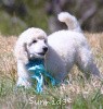 A photo of Sunridge Kiss of My Dreamz, a white standard poodle