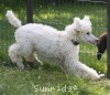 A photo of Sunridge Kiss of My Dreamz, a white standard poodle