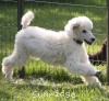 A photo of Sunridge Kiss of My Dreamz, a white standard poodle