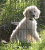 A photo of Sunridge Kiss of My Dreamz, a white standard poodle