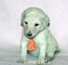 A photo of Sunridge Forever Untouchable, a white standard poodle