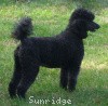 A photo of Pagentry Aurora Greenway, a black standard poodle