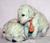 A photo of Sunridge Forever Untouchable, a white standard poodle