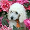 A photo of Sunridge Forever Untouchable, a white standard poodle