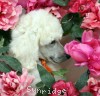 A photo of Sunridge Forever Untouchable, a white standard poodle