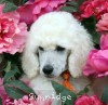 A photo of Sunridge Forever Untouchable, a white standard poodle