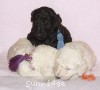 A photo of Sunridge Forever Untouchable, a white standard poodle