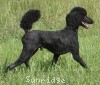 A photo of Brienwoods Impressive Leap, a black standard poodle