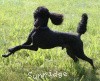 A photo of Brienwoods Impressive Leap, a black standard poodle