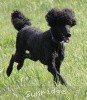 A photo of Brienwoods Impressive Leap, a black standard poodle