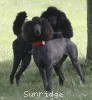 A photo of Brienwoods Impressive Leap, a black standard poodle