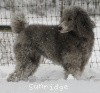 A photo of X. Twilight Princess, a silver standard poodle