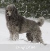 A photo of X. Twilight Princess, a silver standard poodle