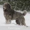 A photo of X. Twilight Princess, a silver standard poodle