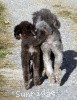 A photo of X. Twilight Princess, a silver standard poodle