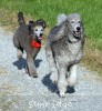 A photo of X. Twilight Princess, a silver standard poodle