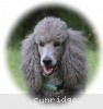 A photo of X. Twilight Princess, a silver standard poodle