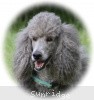 A photo of X. Twilight Princess, a silver standard poodle