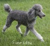 A photo of X. Twilight Princess, a silver standard poodle