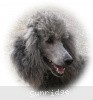 A photo of X. Twilight Princess, a silver standard poodle