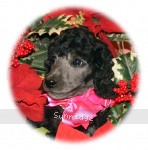 CHRISTMAS PHOTOS
