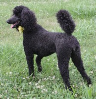 "Kira" Sunridge Unforgettably Elegant Princess, a blue female Standard Poodle for sale