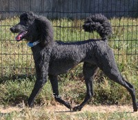 Brienwoods Goddess of the Night, a black female Standard Poodle