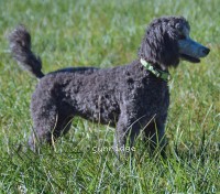 "Glory" Prairieland Sky Rocket Delight, a silver female Standard Poodle