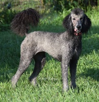 "Leanne" Sunridge Untouchable Twilight Dream, a silver female Standard Poodle