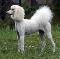 "Peaches" Sunridge Impressive Dreamz, a cream female Standard Poodle