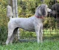 "Piper" Mithril Piper In the Sky, a silver female Standard Poodle