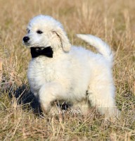 Bizmark, a white male Standard Poodle puppy for sale