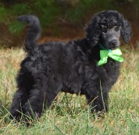 "Nickolas" Sunridge Gallant Night Warrior, a blue male young adult Standard Poodle