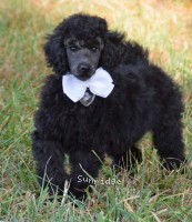 Wilton, a silver male Standard Poodle puppy for sale