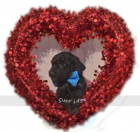 Belton, a blue male Standard Poodle puppy for sale