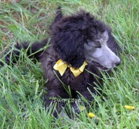 Bailey, a silver female Standard Poodle puppy