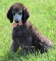 Providence, a silver female Standard Poodle puppy for sale