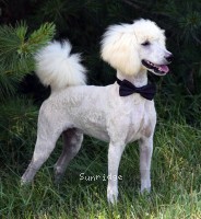 "Bizmark" Sunridge White Knight Of My Dreamz, a white male Standard Poodle