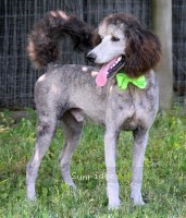 Gilbert, a silver male young adult Standard Poodle for sale