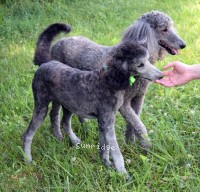 Grienlee, a silver female Standard Poodle puppy for sale