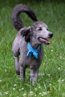Bethany, an abstract silver female Standard Poodle puppy for sale